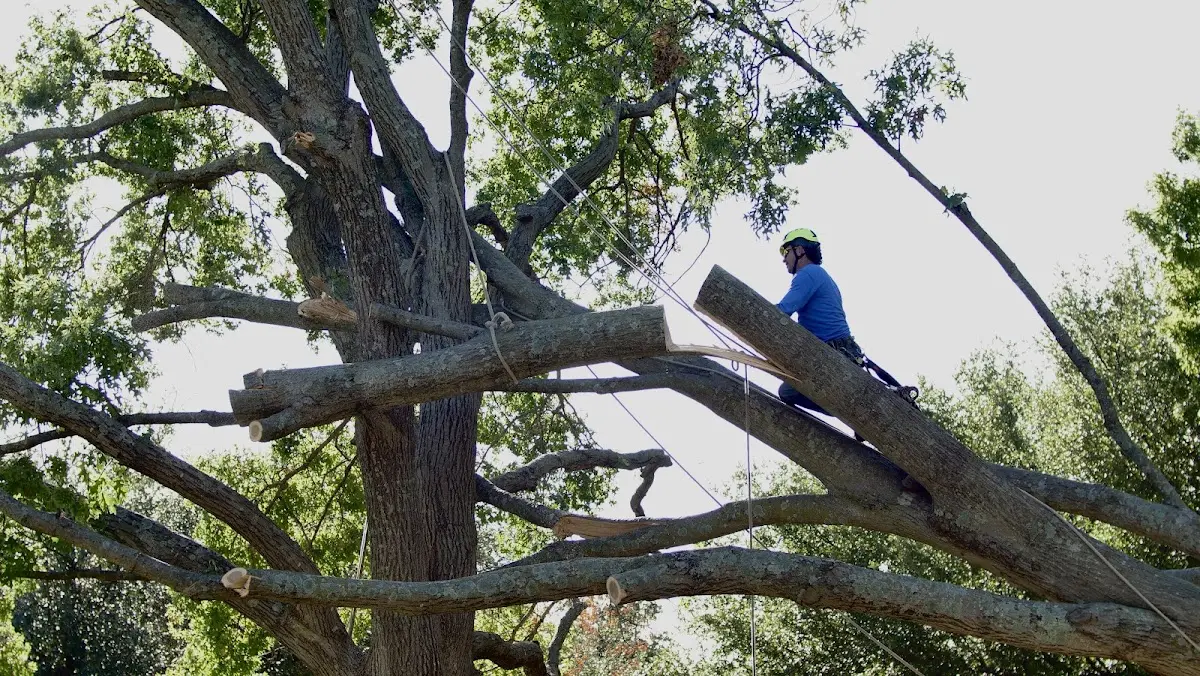 Professional Hazardous Tree Removal performed by certified arborists in Bellefontaine