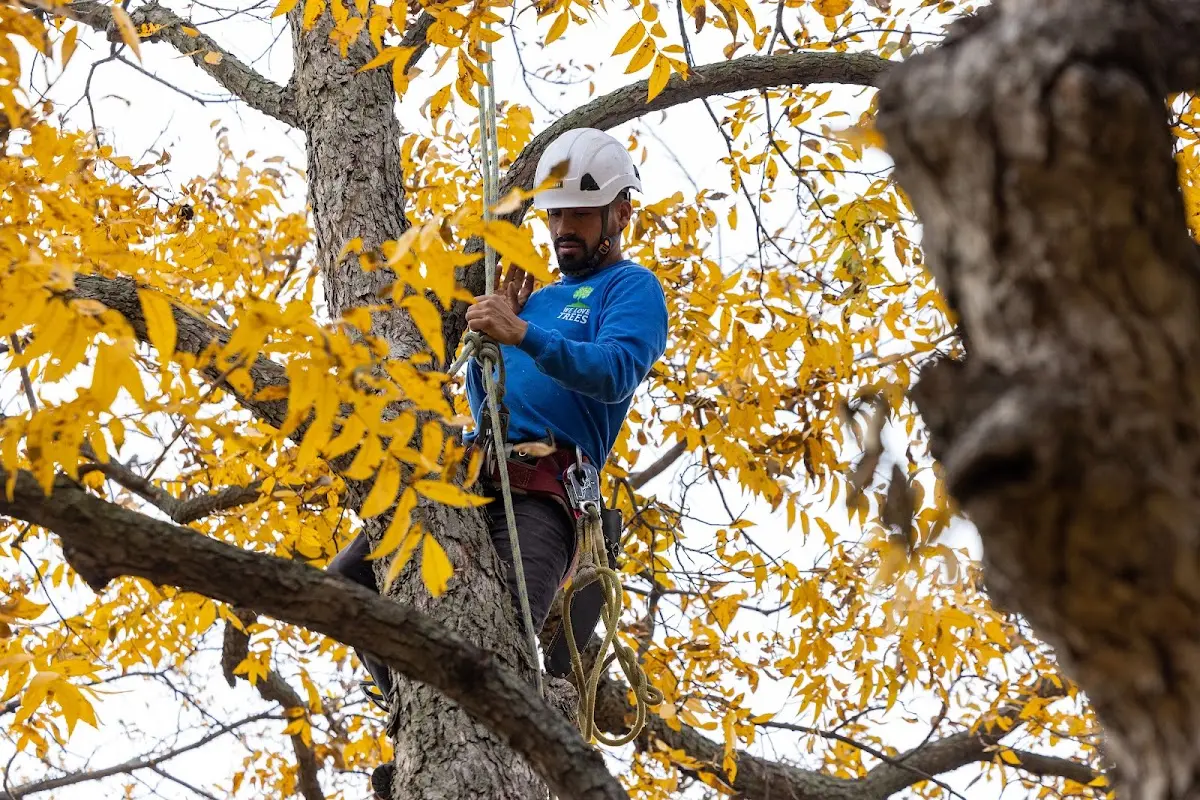Skilled Tree Disease Treatment crew working in Bellefontaine